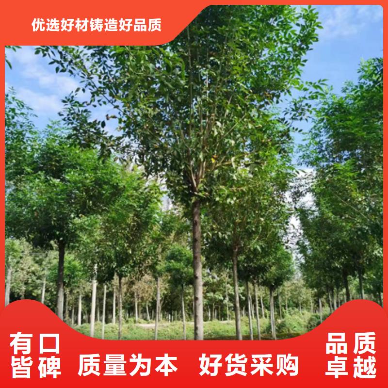 造型法桐质量放心绿化苗木专业生产厂家