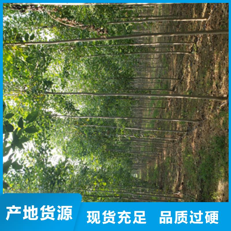 造型法桐欢迎来电绿化乔木使用方法
