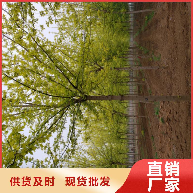 速生法桐畅销全国绿化乔木对质量负责
