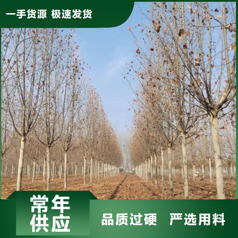 琼中县法桐价格放心购买绿化乔木真材实料