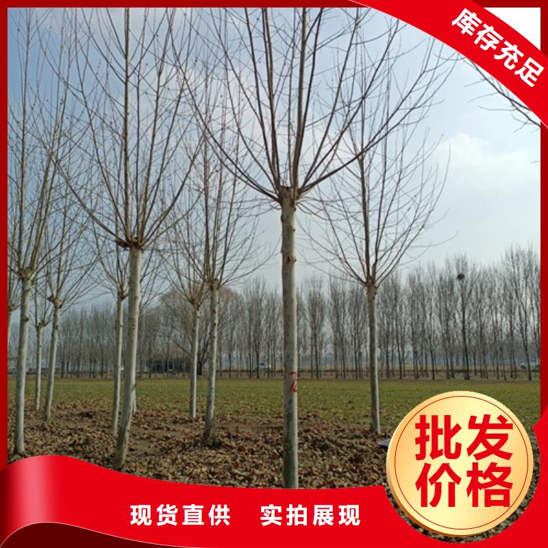 造型法桐种植基地绿化乔木用途广泛