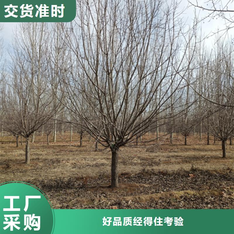 造型法桐质量放心绿化苗木用心服务