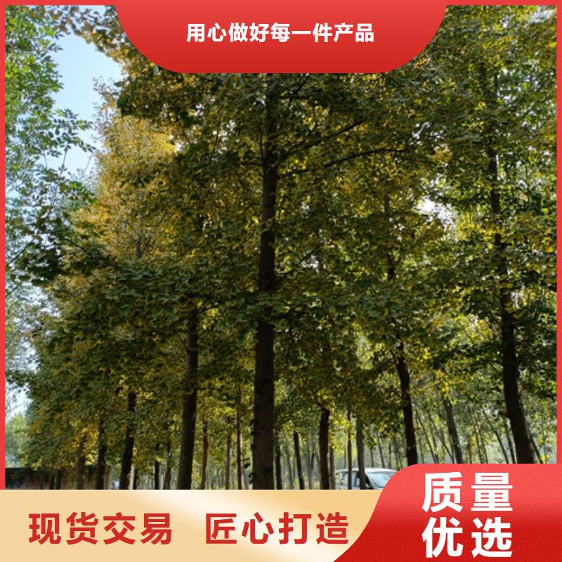 法桐价格欢迎来电绿化苗木优质材料厂家直销