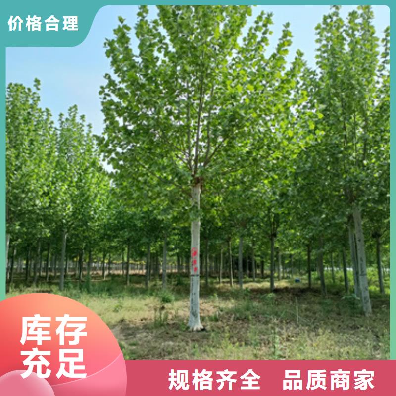 法桐多重优惠绿化苗木使用方法