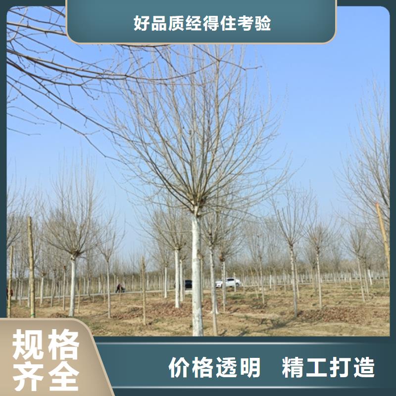 造型法桐质量保证绿化苗木本地货源