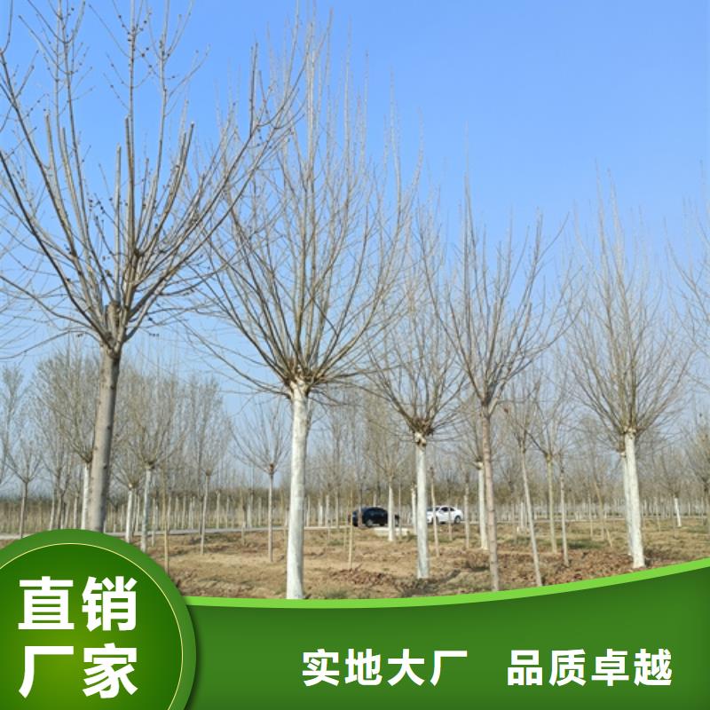 造型法桐质量保证绿化乔木客户满意度高