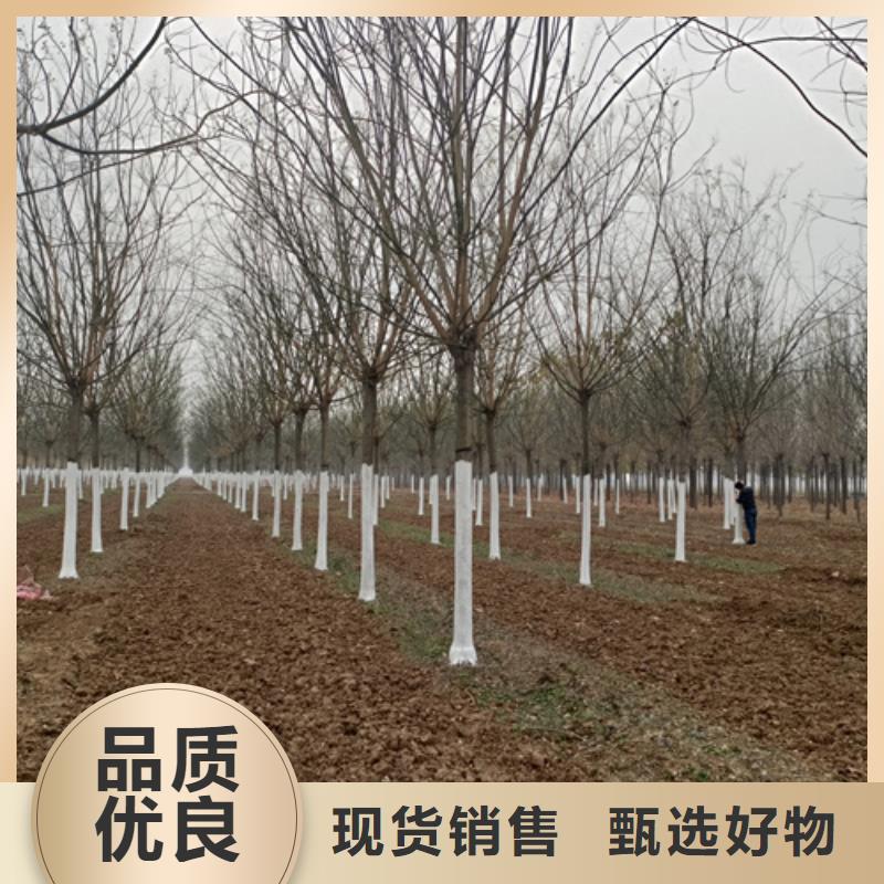 温州造型法桐质量放心绿化苗木