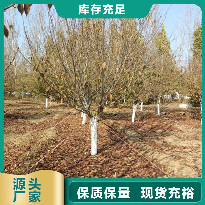 赣州造型法桐规格齐全绿化乔木