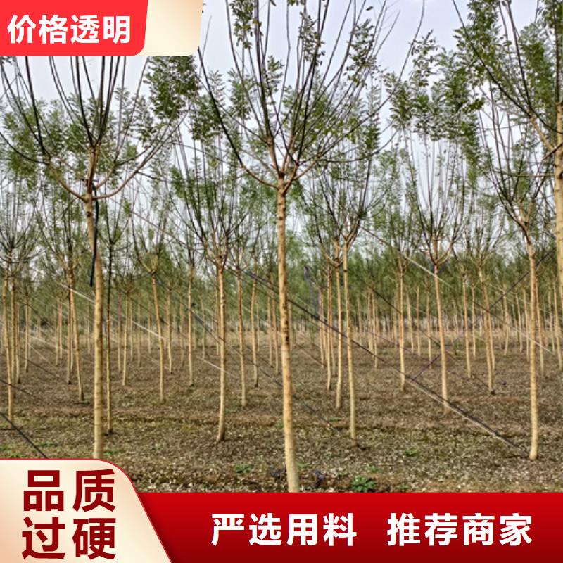 法桐价格种植基地绿化乔木品质优选