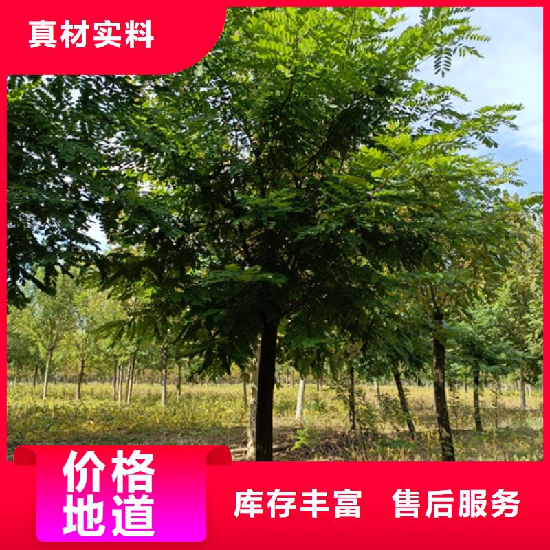 法桐价格合理绿化苗木专业供货品质管控