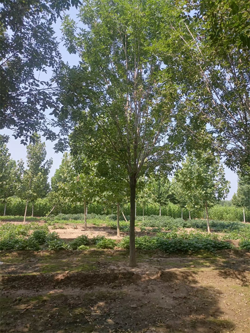 法桐小苗质量保证绿化乔木质量看得见