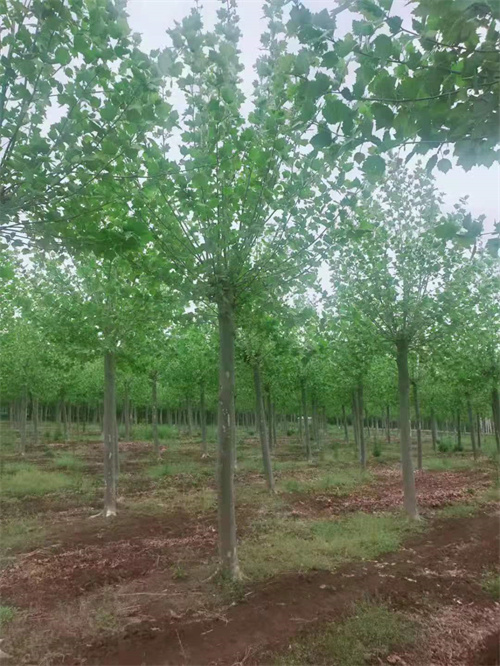法桐小苗种植基地绿化苗木优质原料