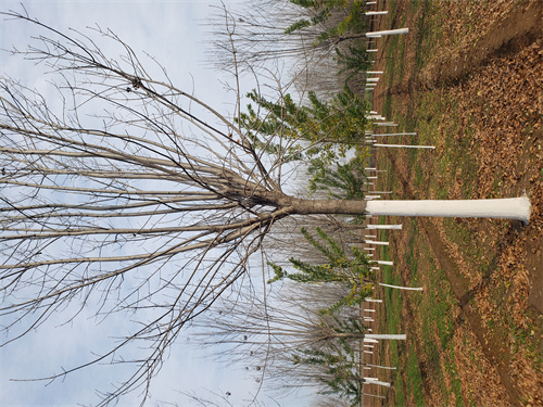 速生法桐欢迎来电绿化苗木敢与同行比质量
