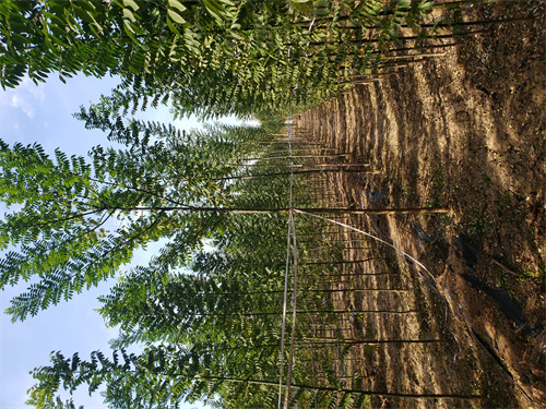速生法桐种植基地绿化苗木当地生产厂家