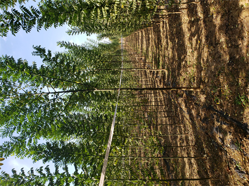 法桐质量保证绿化乔木本地货源