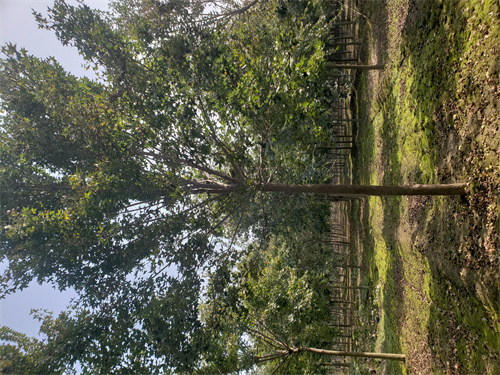 造型法桐质量可靠绿化乔木品质卓越