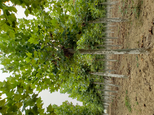 速生法桐种植基地绿化苗木应用广泛