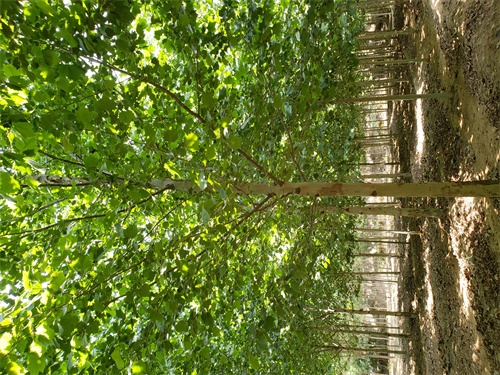 速生法桐放心购买绿化乔木为品质而生产