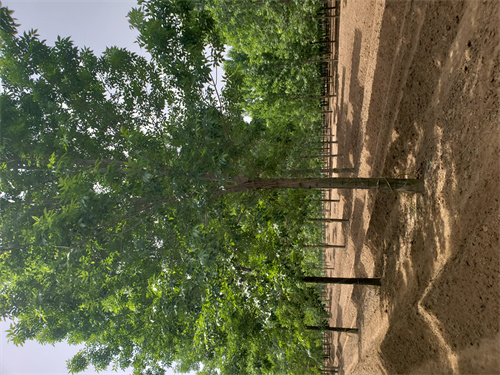 速生法桐规格齐全绿化乔木保障产品质量