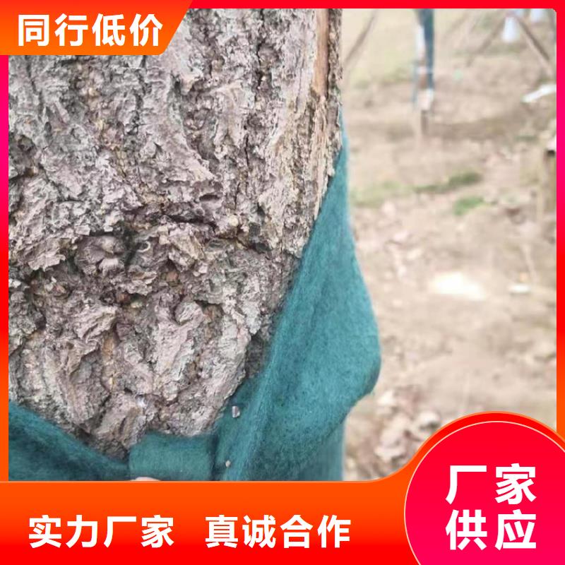 台湾裹树布土工格栅按需定做