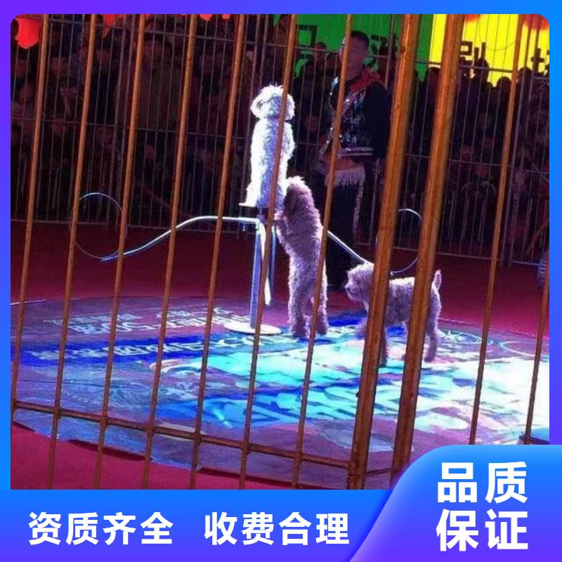 丽江动物表演出租活动方案