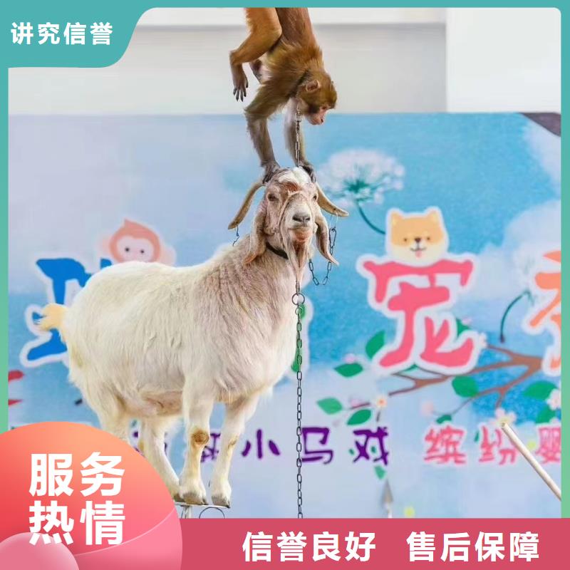 河南【马戏团/羊驼】-海狮表演出租全市24小时服务