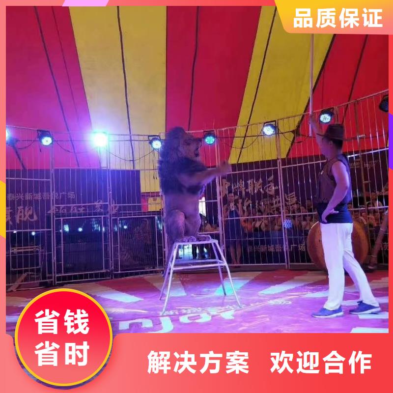 重庆马戏团/羊驼海狮表演出租解决方案