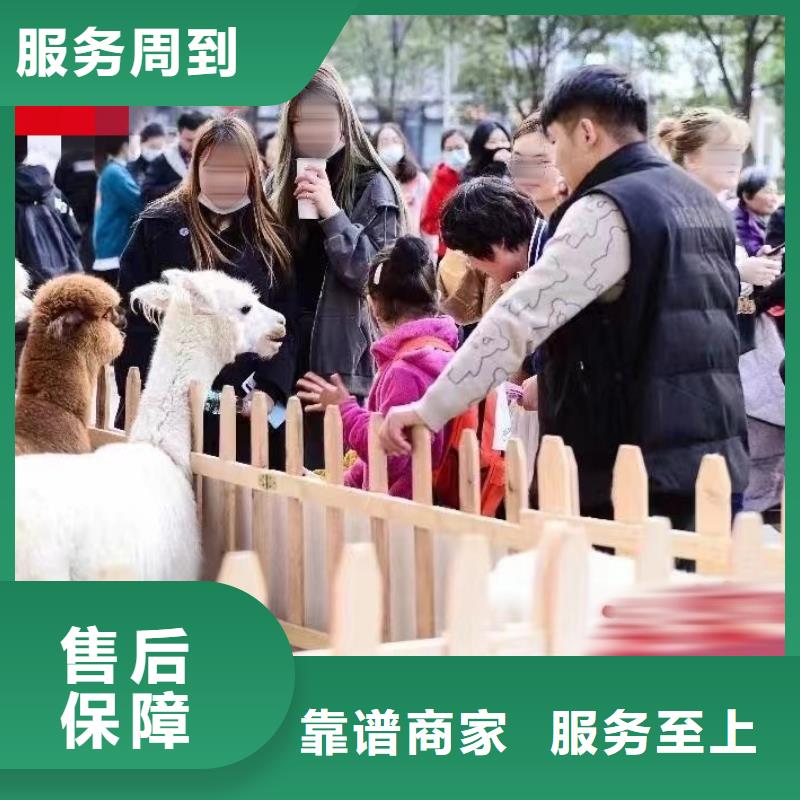 武汉羊驼租赁活动方案