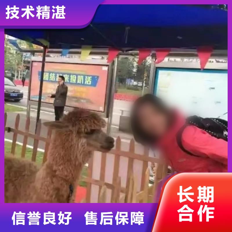 台湾出租羊驼公司