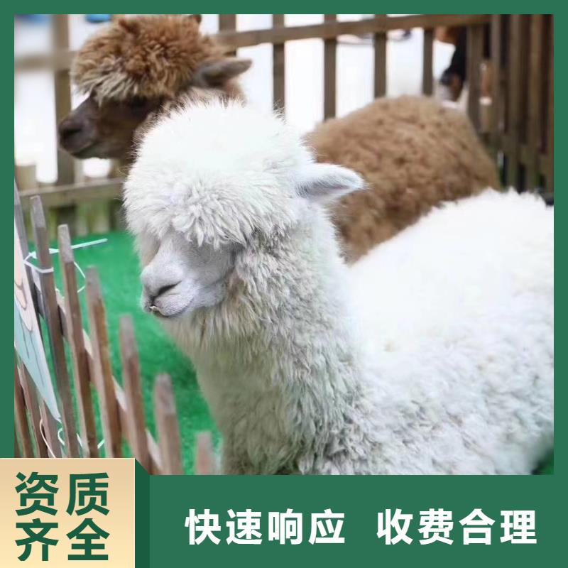 滨州萌宠动物展租赁活动图片