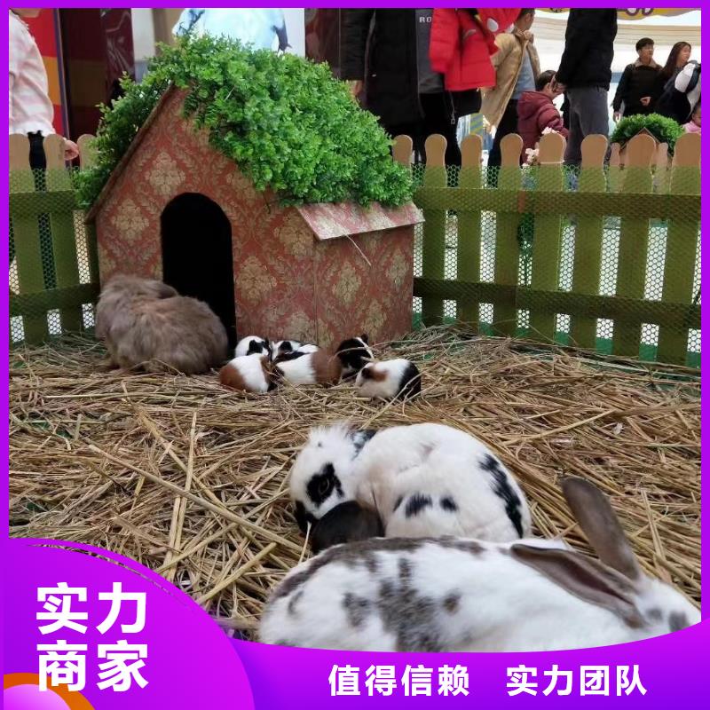 重庆羊驼出租活动方案