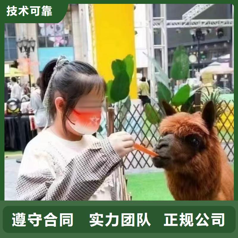 黑龙江动物表演出租实力厂家