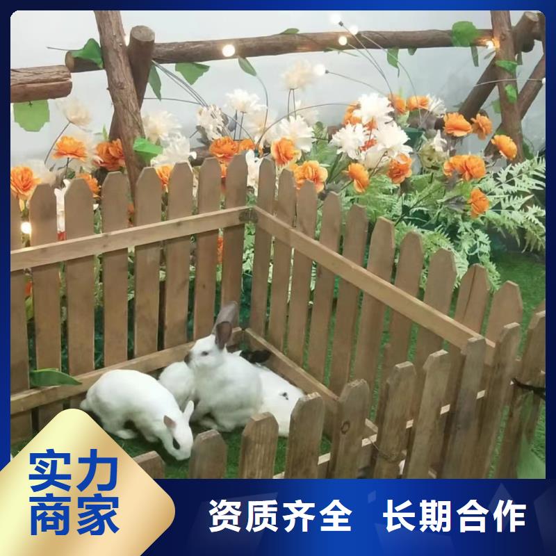 忻州哪里有出租动物的节日活动