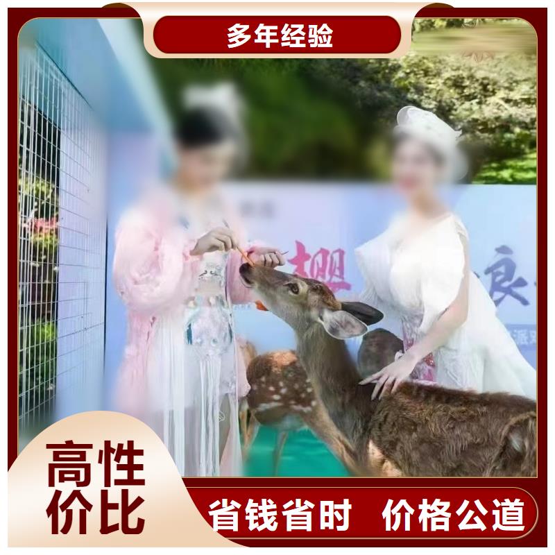 湘潭萌宠动物展出租活动方案