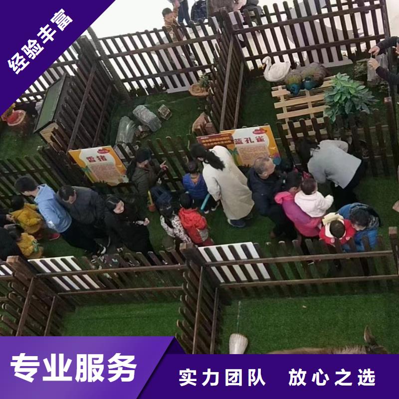 澄迈县羊驼租赁庆典活动