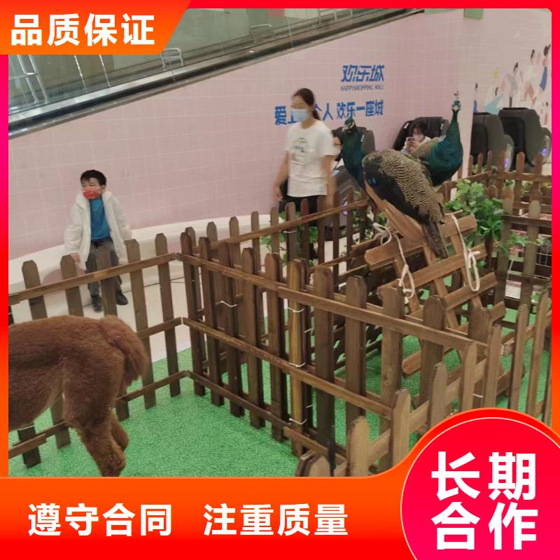 扬州羊驼租赁活跃气氛