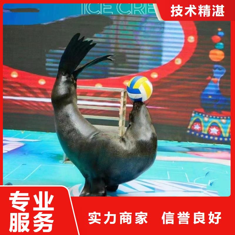 荆州哪有出租海狮表演的好货不怕比