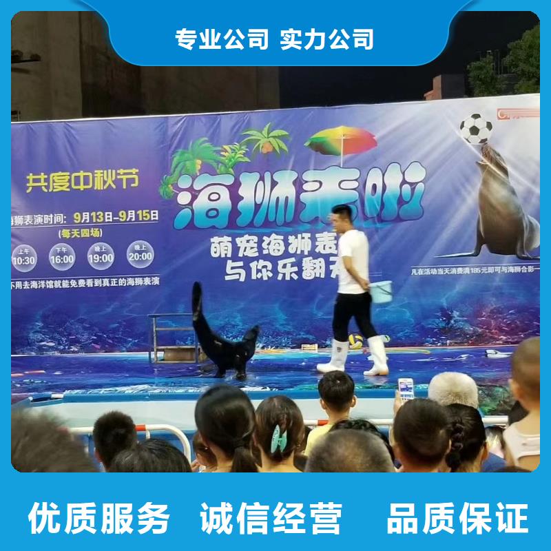 重庆海洋主题动物表演羊驼出租欢迎询价