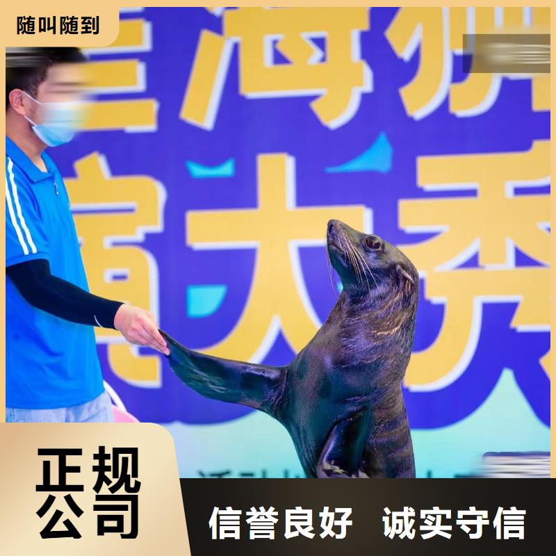 广西哪有出租海狮表演的庆典活动