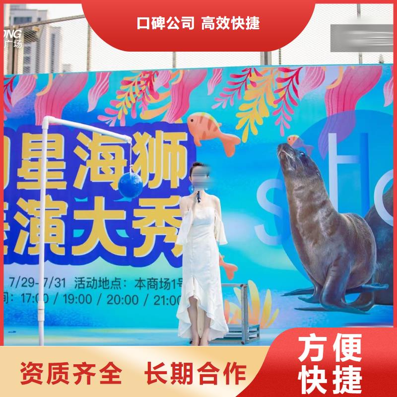海狮表演出租湛江海洋动物