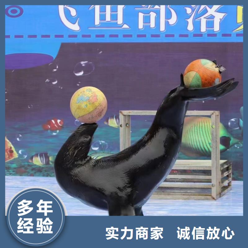 郑州哪有出租海狮的活跃气氛