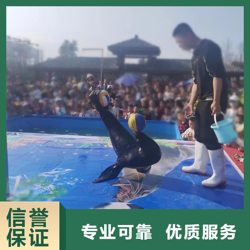宜昌哪里有租赁海狮表演的活动方案