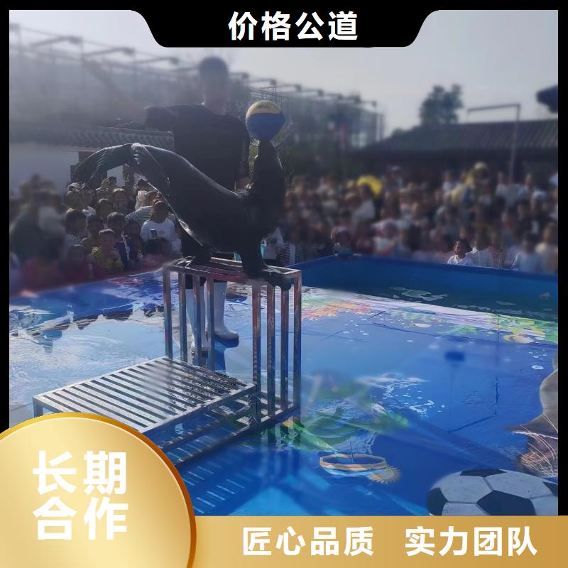 衢州海洋主题动物表演 海狮表演出租技术好