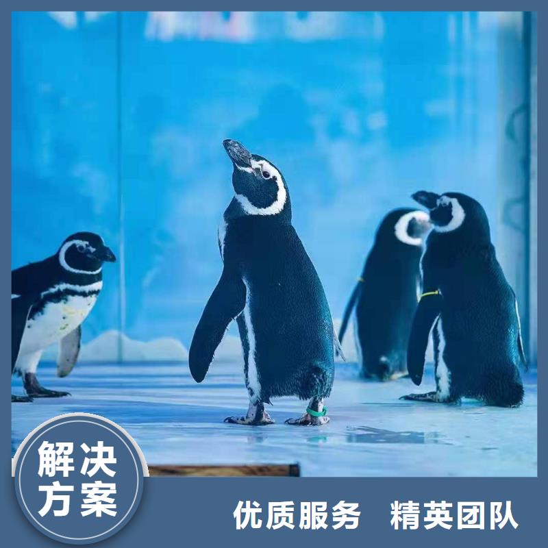衢州哪有出租企鹅的一手资源