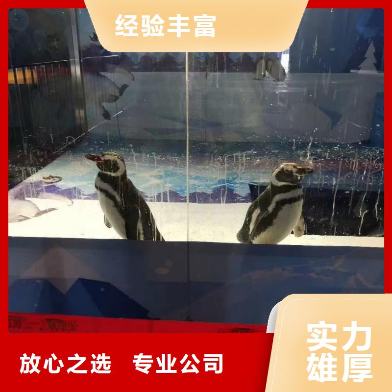海狮表演租赁滨州海洋动物