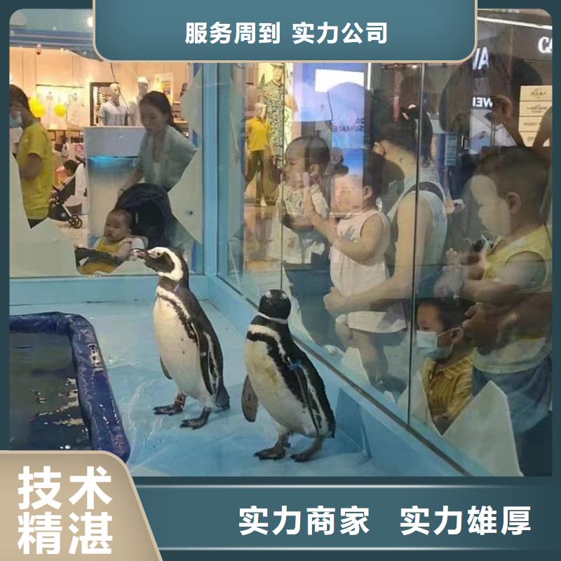 内江企鹅出租活跃气氛