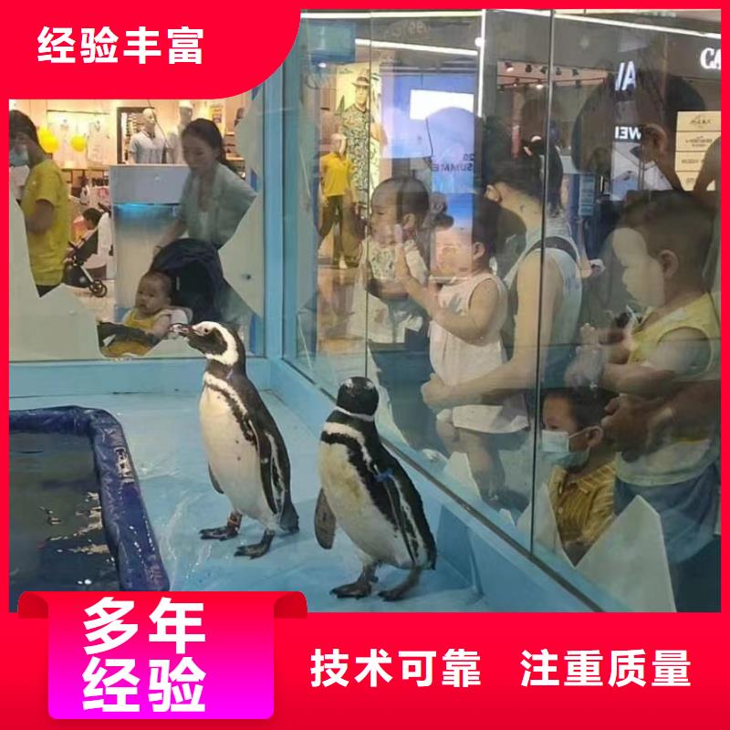 庆阳鳄鱼表演出租活动图片