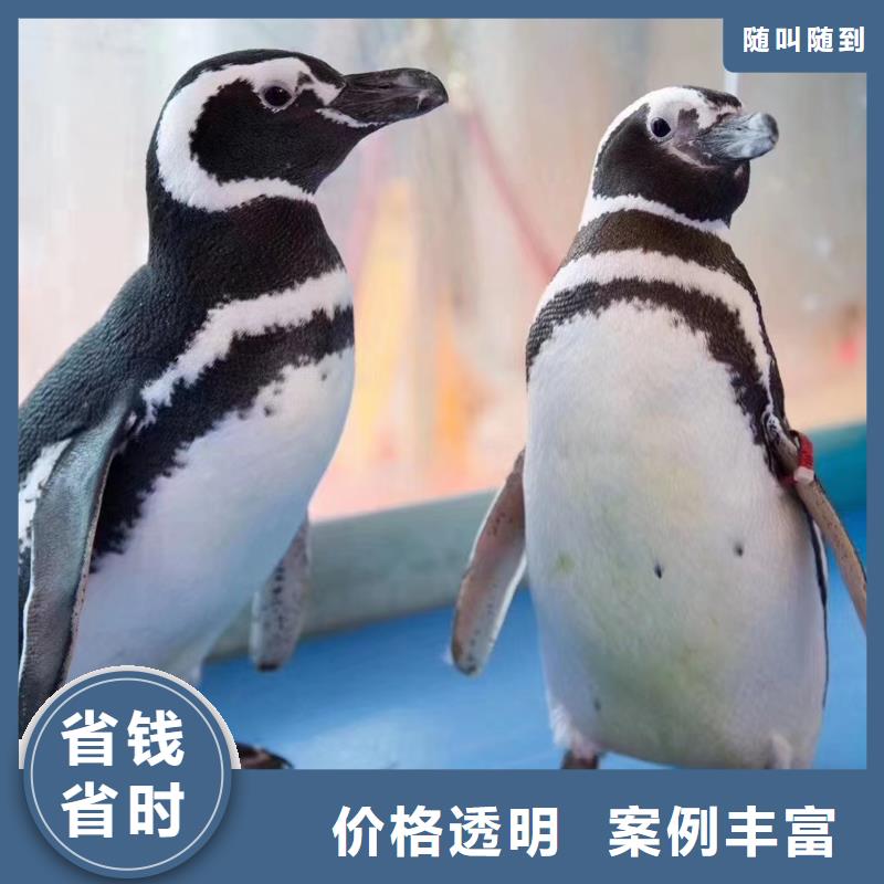 绍兴海狮企鹅表演出租品种保证