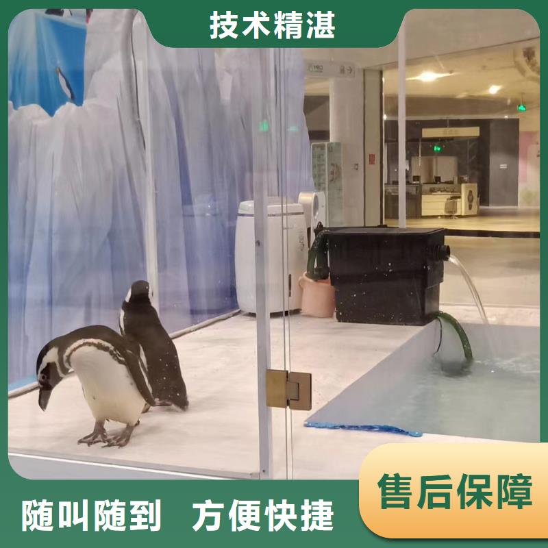 企鹅展览扬州暖场活动