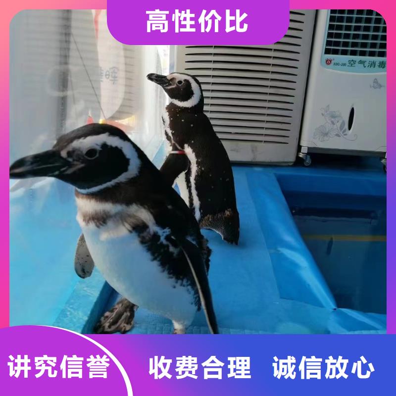 企鹅展览衢州暖场活动
